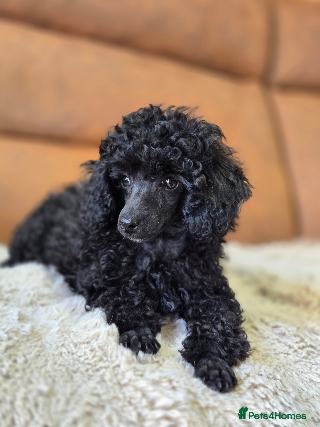 Toy Poodle dogs for sale: Gorgeous Tiny Toy Poodle Pups  - Image 36
