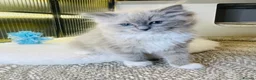 Ragdoll cats for sale: Quality Ragdoll Kittens 🩷 Ready Now  - Advert 19