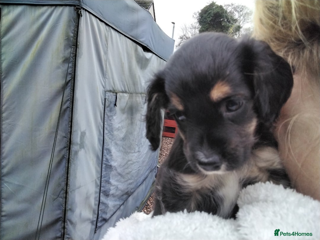 Mixed Breed dogs for sale: COCKAPOO/MORKIE - Advert 4