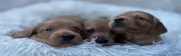 Dachshund dogs for sale: 🐾 3 Stunning Dachshund Puppies – Loving Homes ❤️ - Advert 8