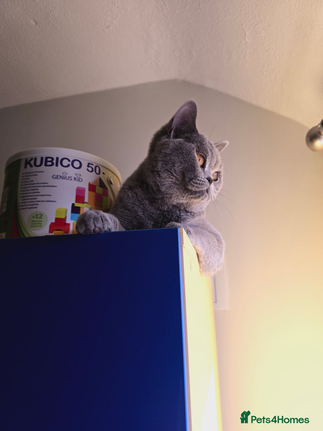 British Shorthair cats for sale: Stunning GCCF&TICA Active BSH Queen - Advert 3