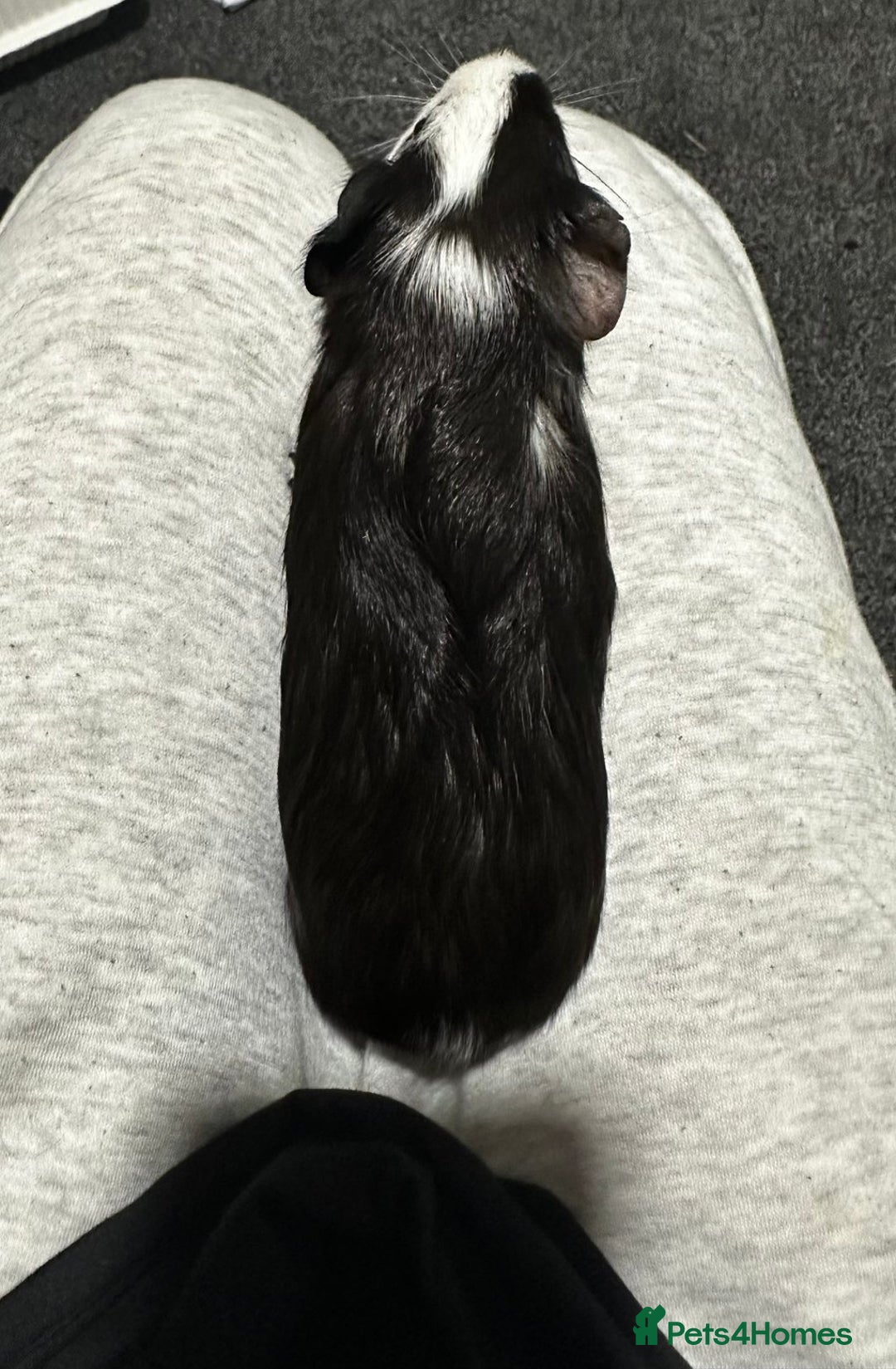 Guinea Pig rodents for sale: Single male baby guinea pigs for sale - Advert 2