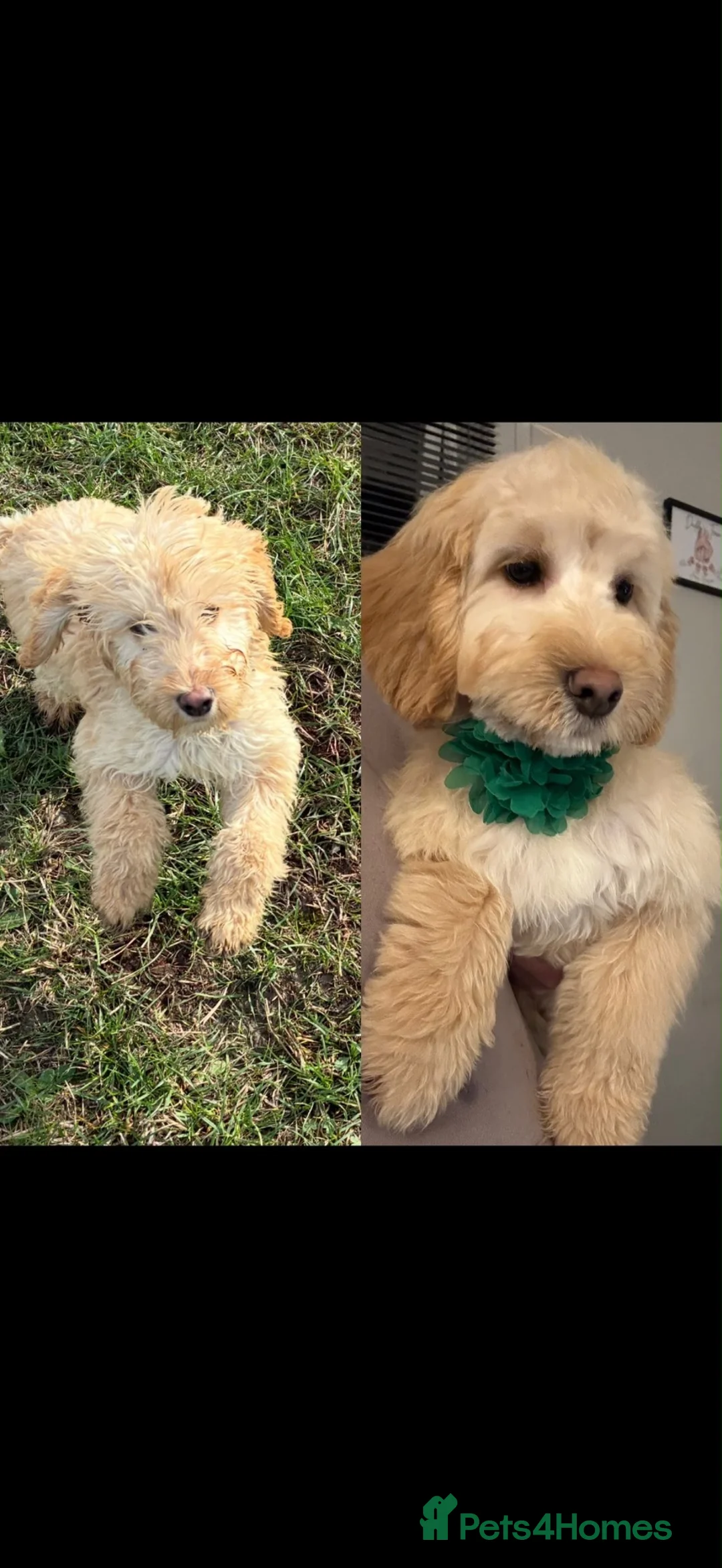 Cockapoo dogs for sale: 1 year old cookerpoo - Advert 2