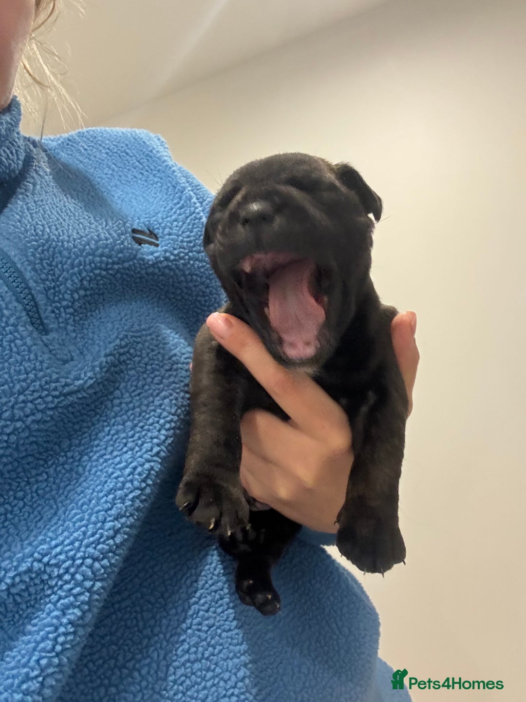 Staffordshire Bull Terrier dogs for sale: 4 Staffordshire bull terrier puppies  - Advert 11