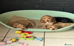 Cocker Spaniel dogs for sale: LAST 3 GIRLS ⭐️⭐️⭐️⭐️⭐️CH BLOODLINES  - Image 14