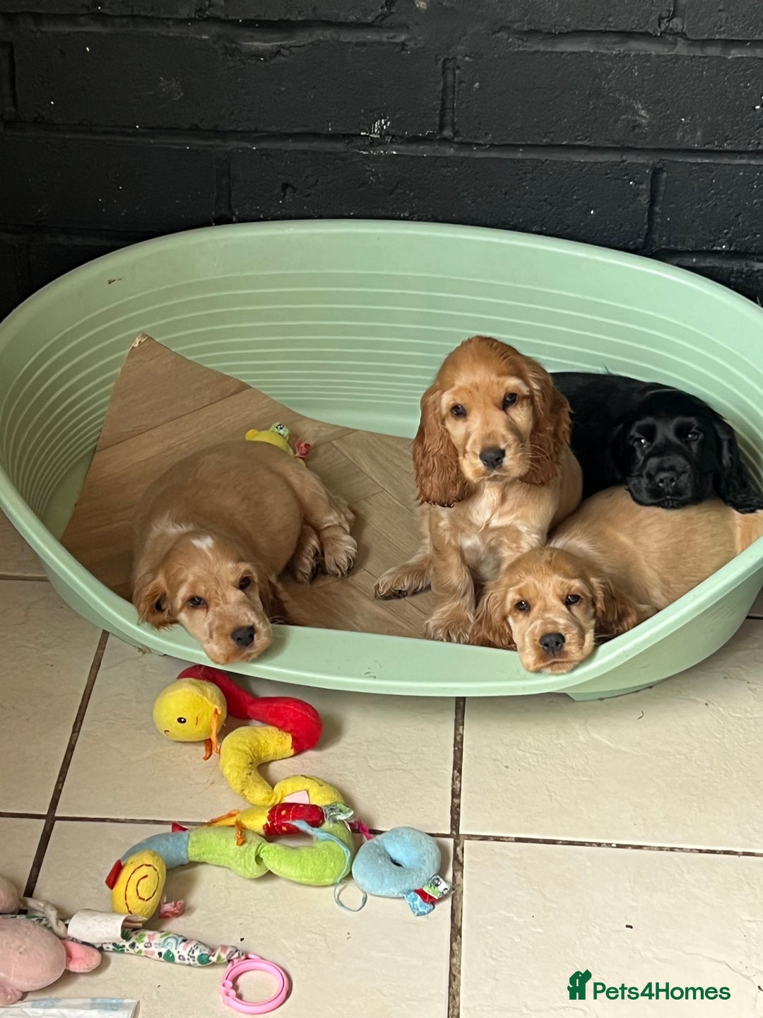 Cocker Spaniel dogs for sale: LAST 3 GIRLS ⭐️⭐️⭐️⭐️⭐️CH BLOODLINES  - Image 14