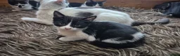 Mixed Breed cats for sale: 3 little girls in Nottingham - Advert 7