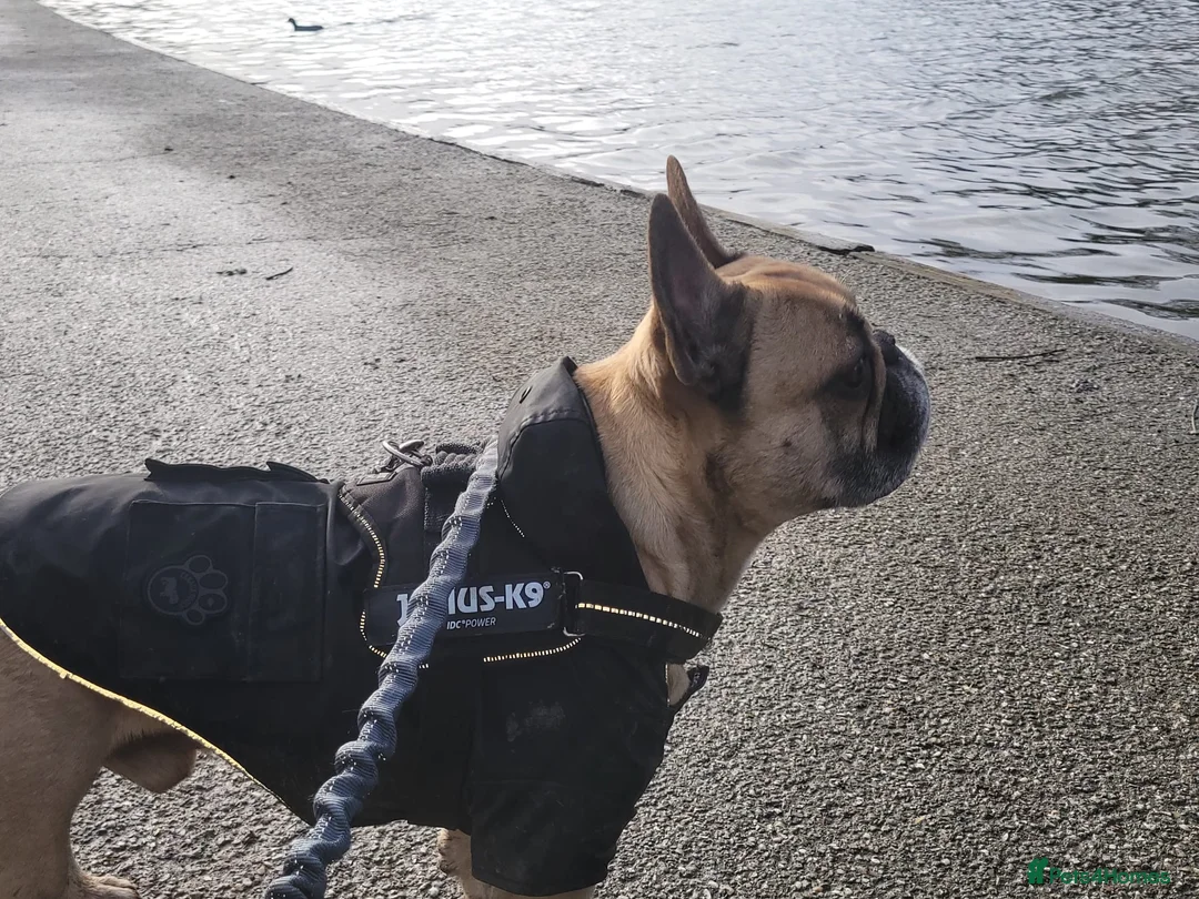 French Bulldog dogs for stud: Oscar - Advert 2