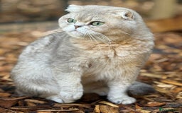 British Shorthair cats for sale: Beautiful boy and girl ready to leave now - Image 9
