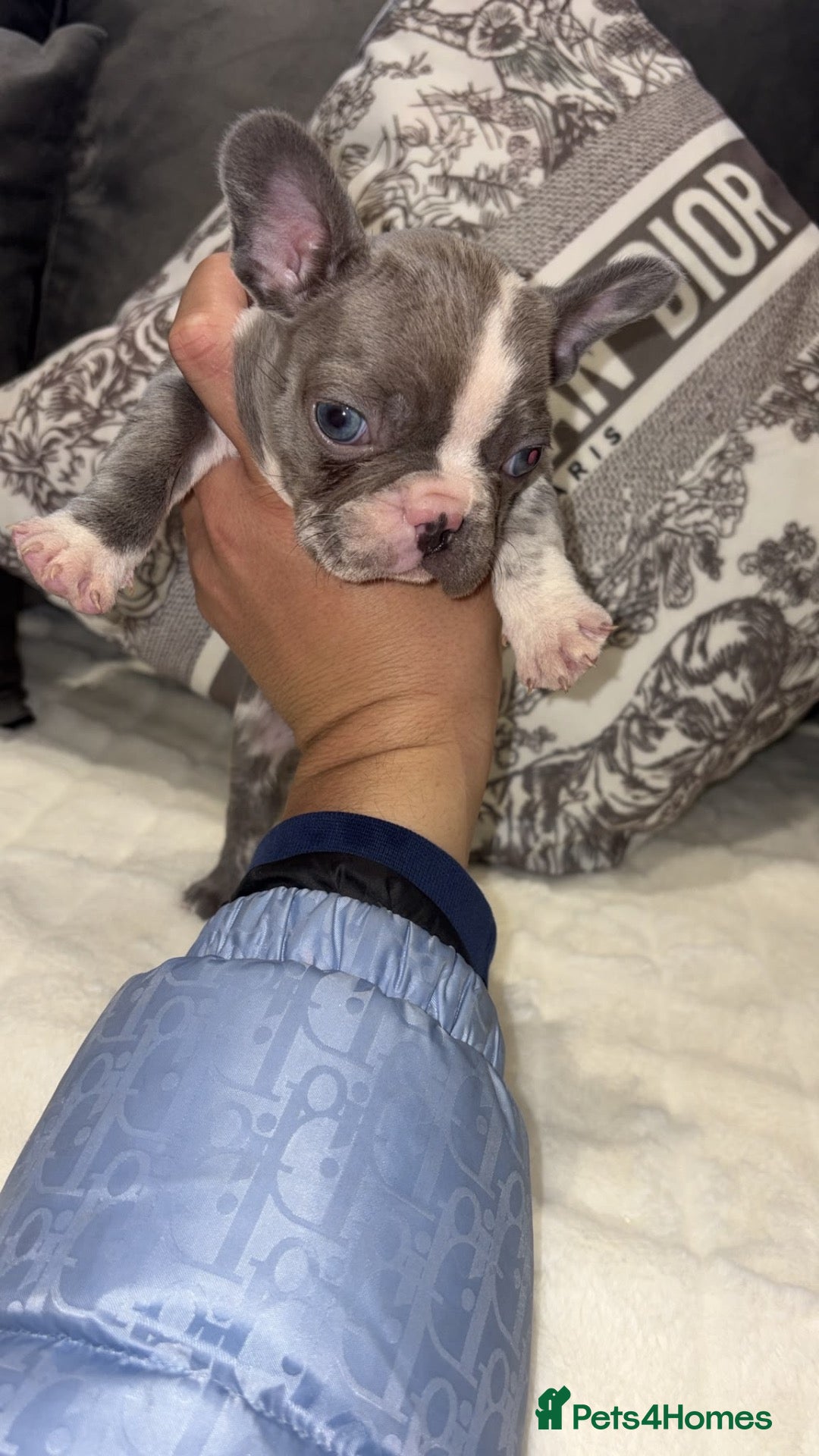French Bulldog dogs for sale: 3 beautiful KC French bulldog puppy’s she sale !😍 - Advert 2
