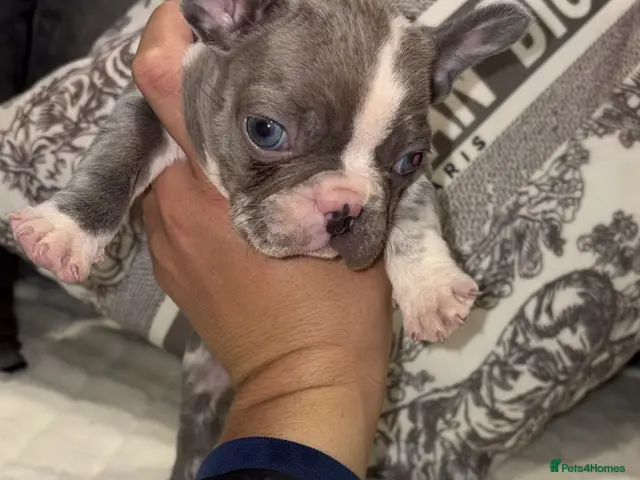 French Bulldog dogs for sale: 3 beautiful KC French bulldog puppy’s she sale !😍 - Advert 2