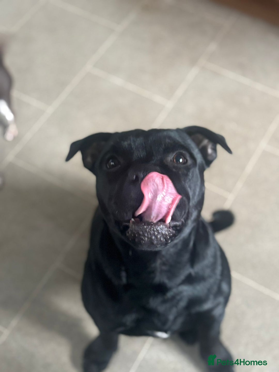 Staffordshire Bull Terrier dogs for sale: Absolutely stunning black boy - Advert 2