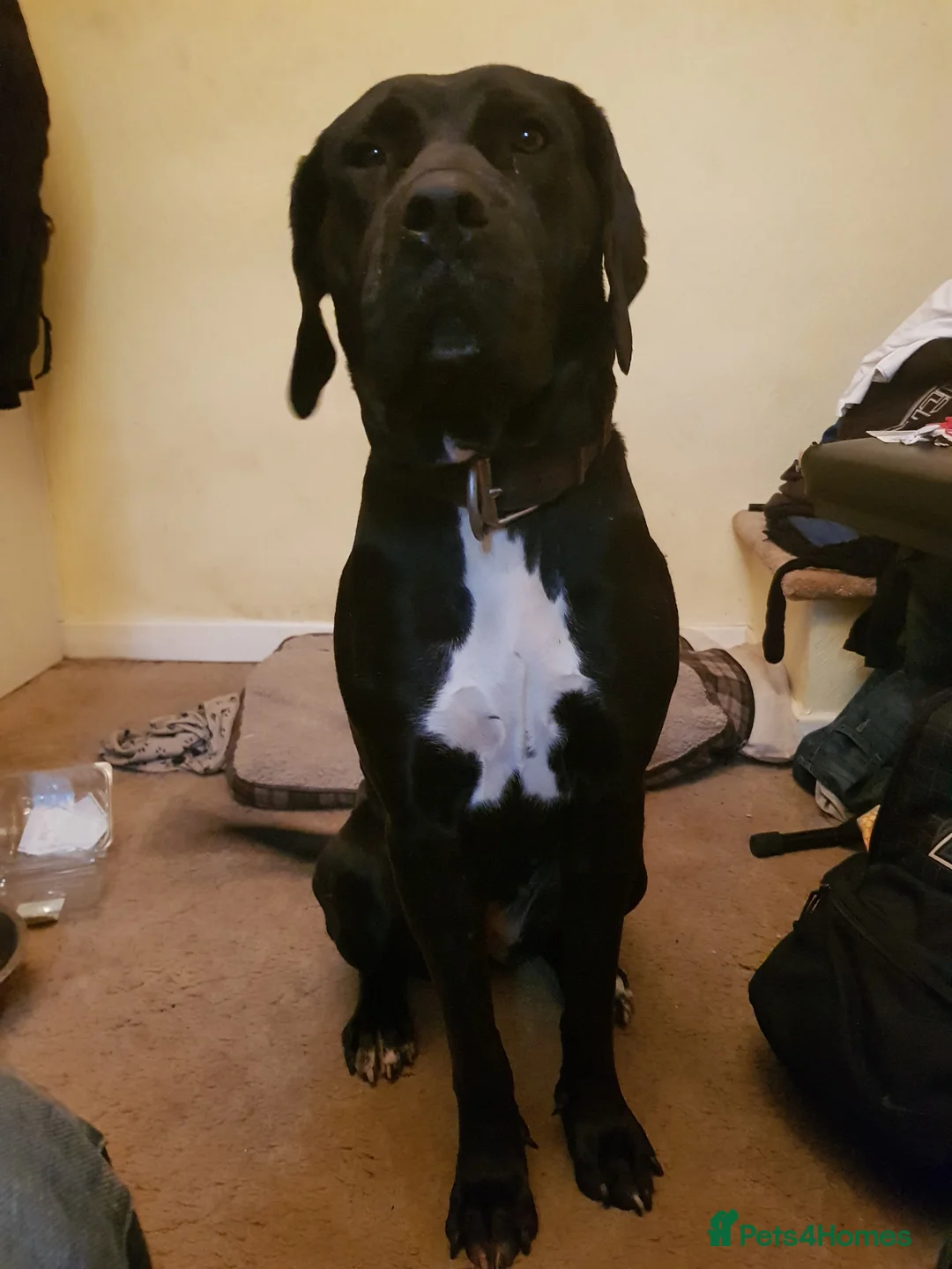 Mixed Breed dogs for sale: Female bully kutta x presa canario for sale in Birmingham - Advert 1
