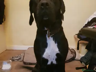 Mixed Breed dogs Female bully kutta x presa canario for sale - Advert 16