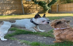 French Bulldog dogs for sale: Beautiful boy needs his forever home - Image 3
