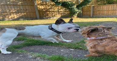 French Bulldog dogs - Advert 1