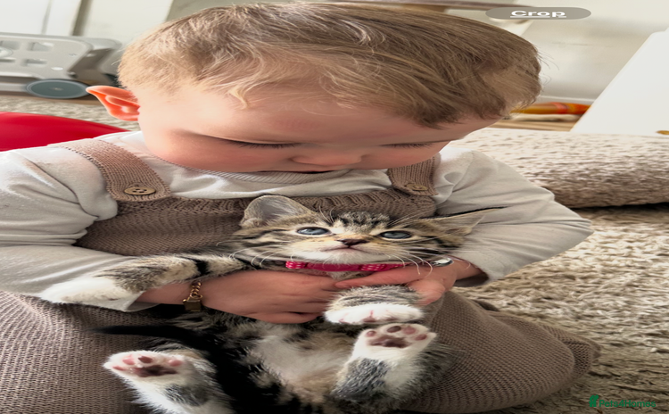 Bengal cats - Advert 9