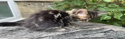 Maine Coon cats for sale: Maine Coon Bengal Cross Kittens - Advert 26