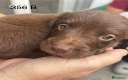 Labradoodle dogs for sale: 7 beautiful Labradoodle puppies available  - Image 29