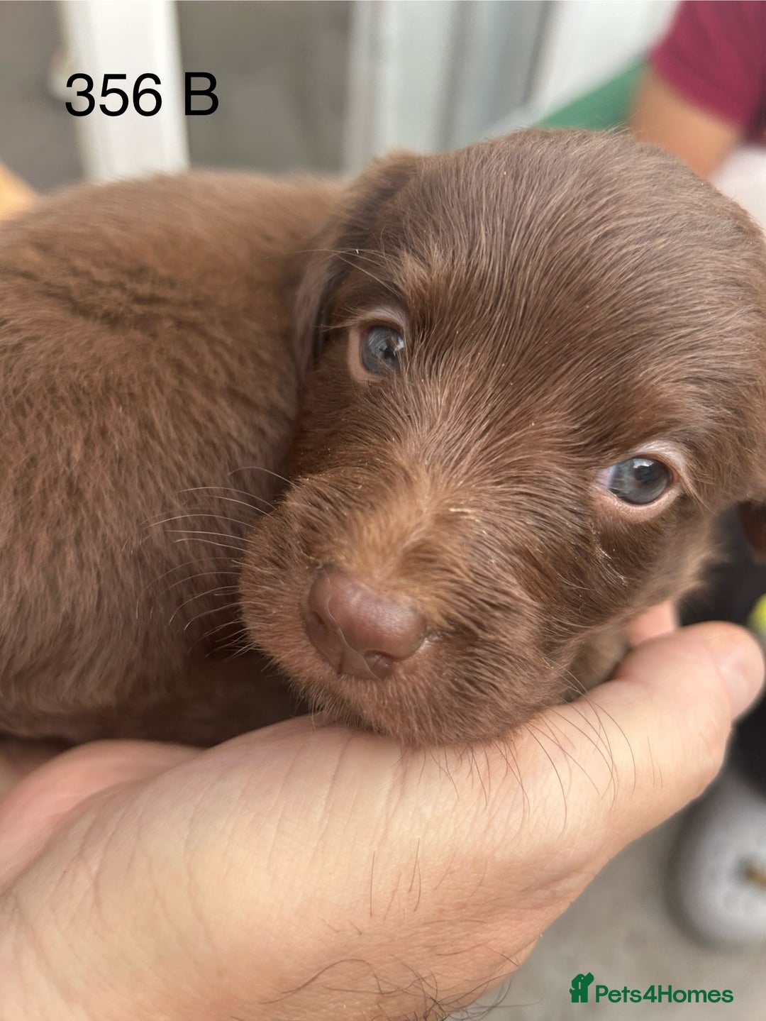 Labradoodle dogs for sale: 7 beautiful Labradoodle puppies available  - Image 29