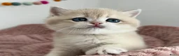 British Shorthair cats for sale: Stunning Golden Kittens  in Chesterfield - Advert 15