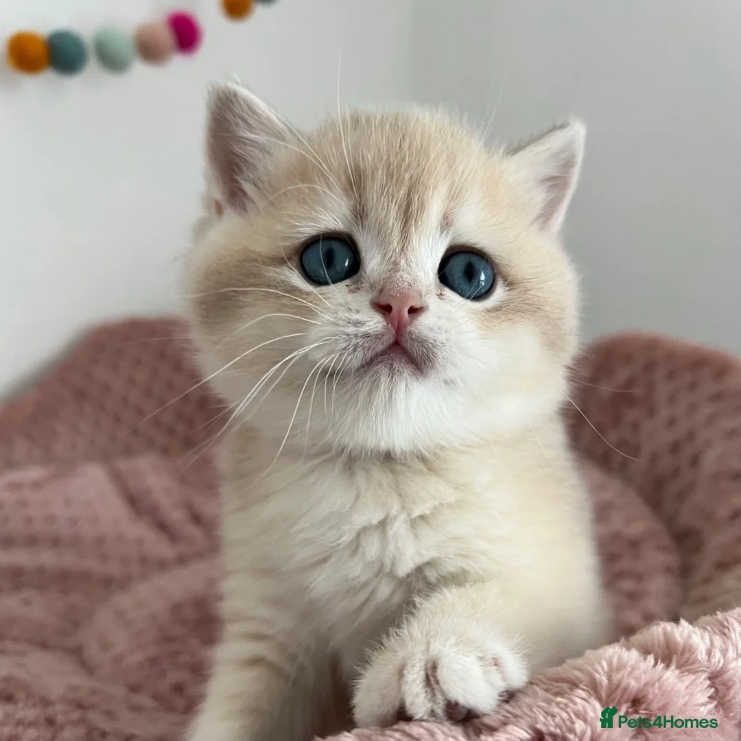 British Shorthair cats for sale: Stunning Golden Kittens  in Chesterfield - Advert 15