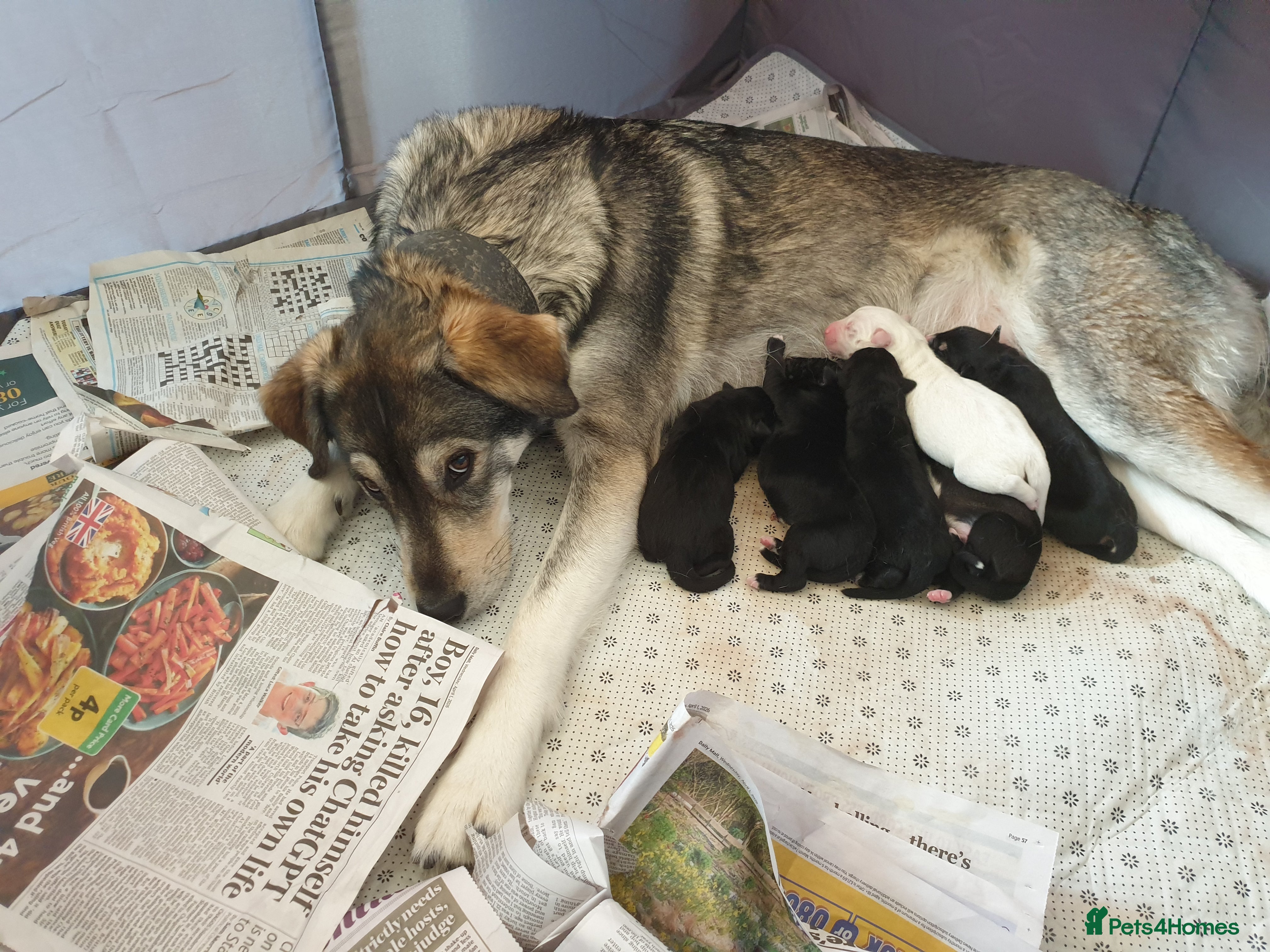 Mixed Breed dogs Husky Cross Puppies - Advert 20