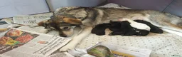 Mixed Breed dogs for sale: Husky Cross Puppies - Advert 2