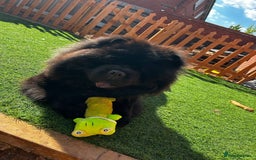 Chow Chow dogs for sale: Rare Chow chow puppies - Image 3