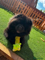 Chow Chow dogs - Advert 10