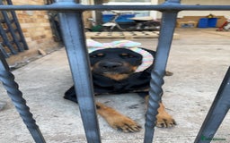 Rottweiler dogs for sale: 7 Rottweiler puppies available to loving homes - Advert 5