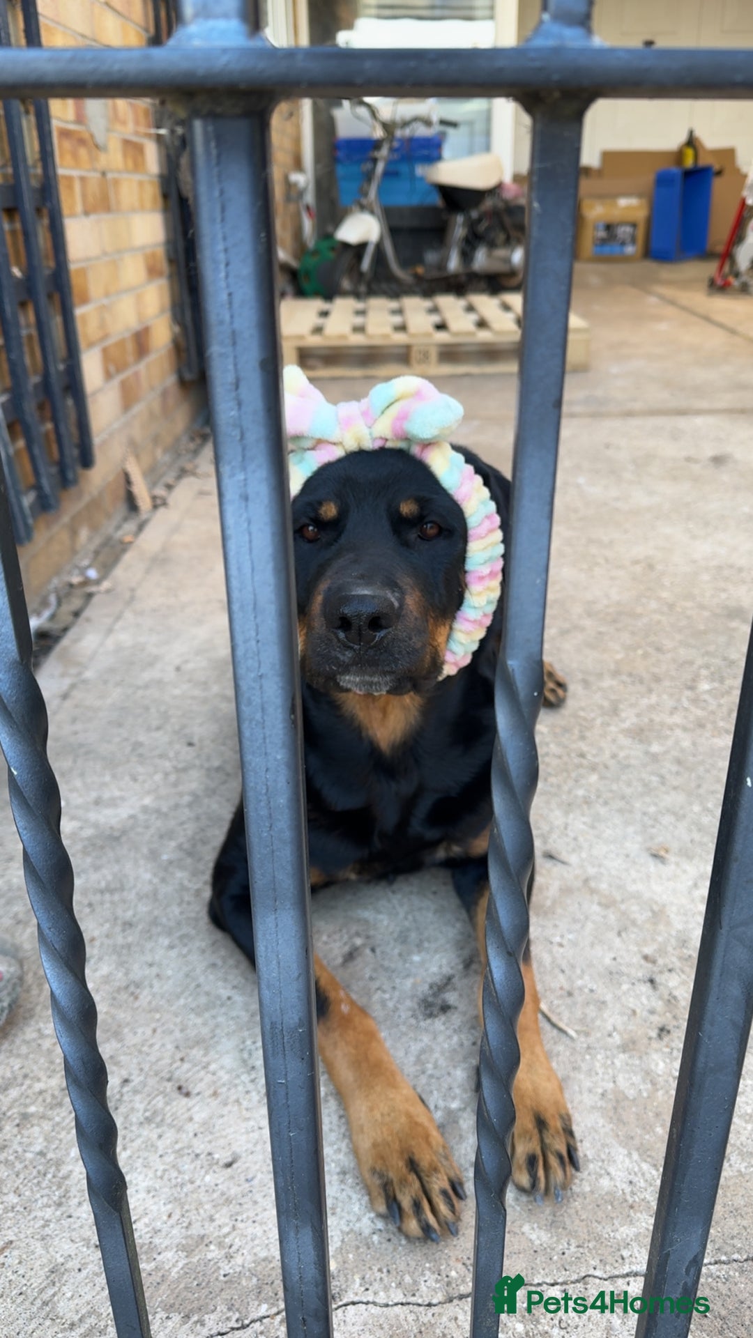 Rottweiler dogs for sale: 7 Rottweiler puppies available to loving homes - Advert 5
