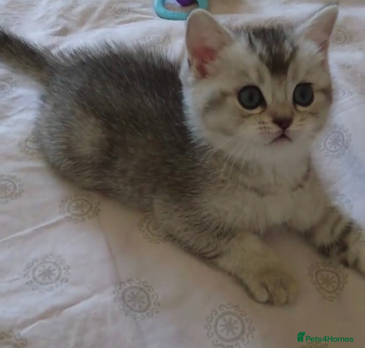 British Shorthair cats Cute Blue-Silver Shaded British Shorthair Kittens  - Advert 1
