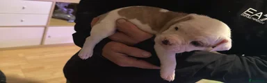 American Bulldog 5