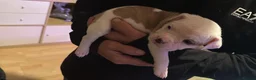 American Bulldog dogs for sale: 🐾 AMERICAN BULLDOG PUPPIES 🐾 in Stockport - Advert 5