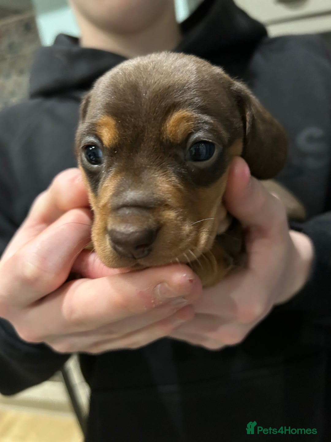 Miniature Dachshund dogs for sale: 🐾 Adorable mini dachshund puppies 🐾 - Image 12