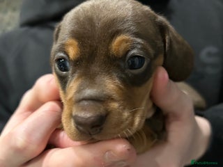 Miniature Dachshund dogs - Advert 2