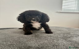 Cocker Spaniel dogs for sale: Cocker spaniel puppies  - Image 6