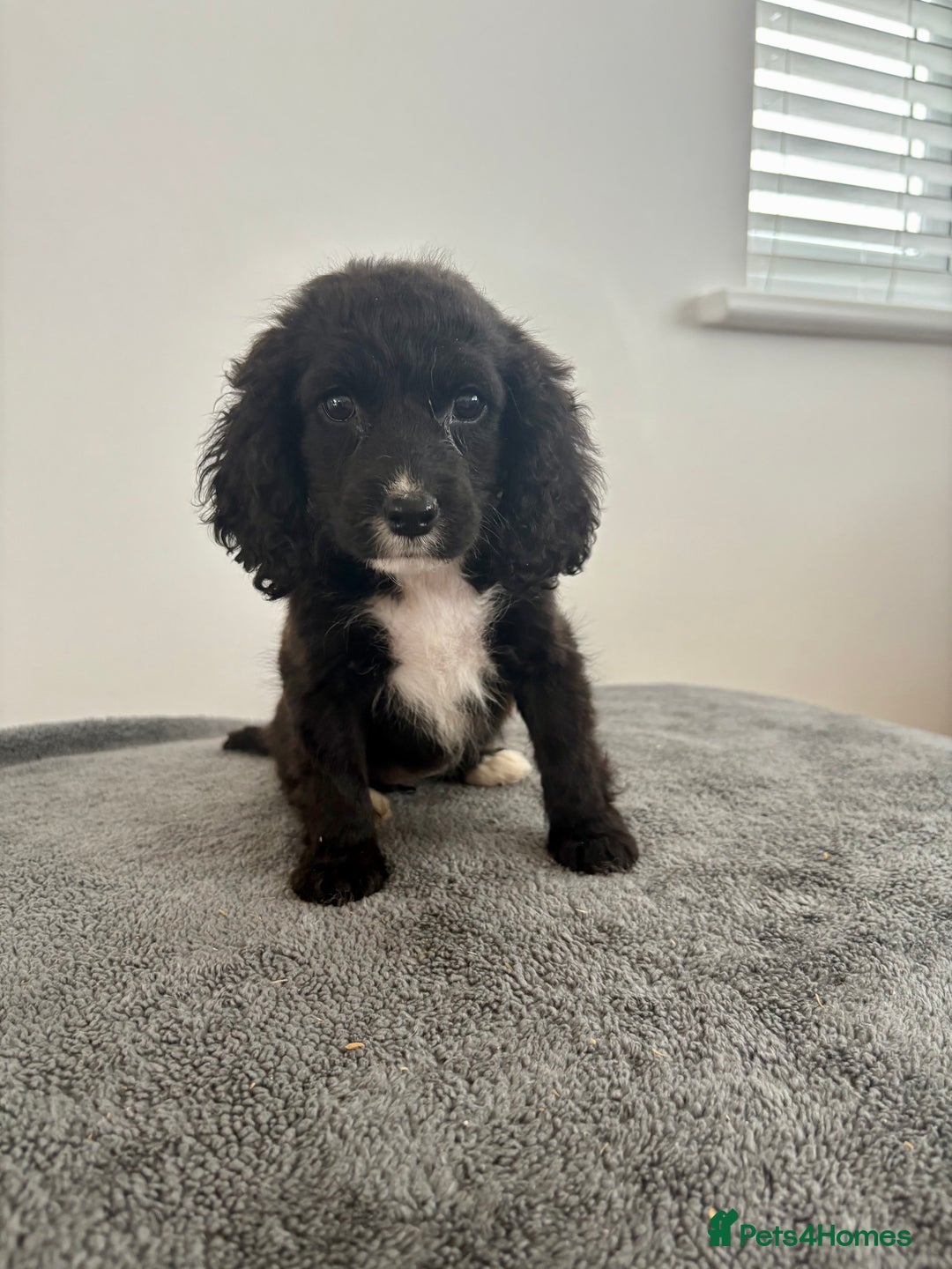 Cocker Spaniel dogs for sale: Cocker spaniel puppies  - Image 6