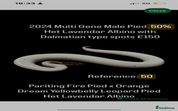 Python Snake reptiles for sale: Various 2025 & 2024 Pied Ball Pythons Royal Snake - Image 3