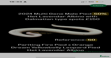 Python Snake reptiles - Advert 2
