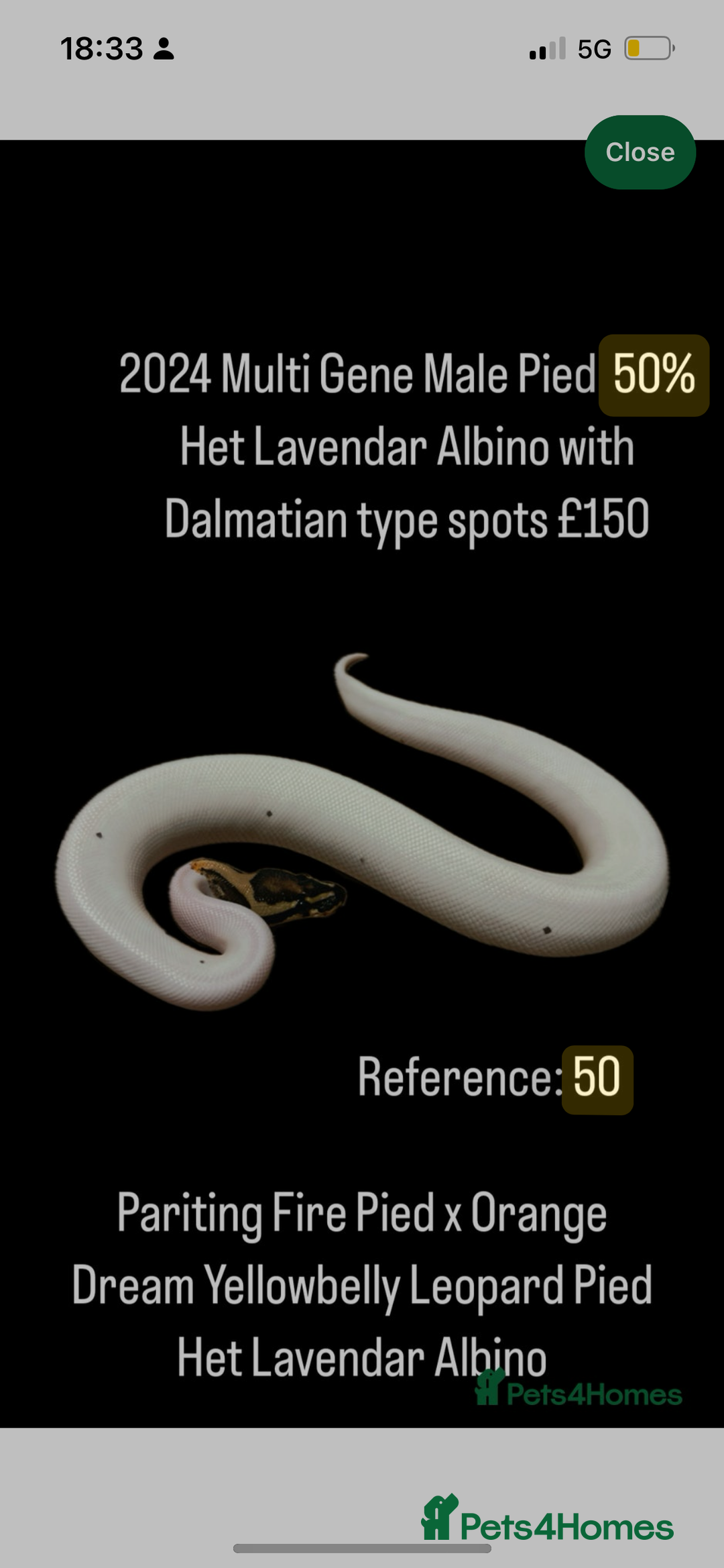Python Snake reptiles for sale: Various 2025 & 2024 Pied Ball Pythons Royal Snake - Image 3