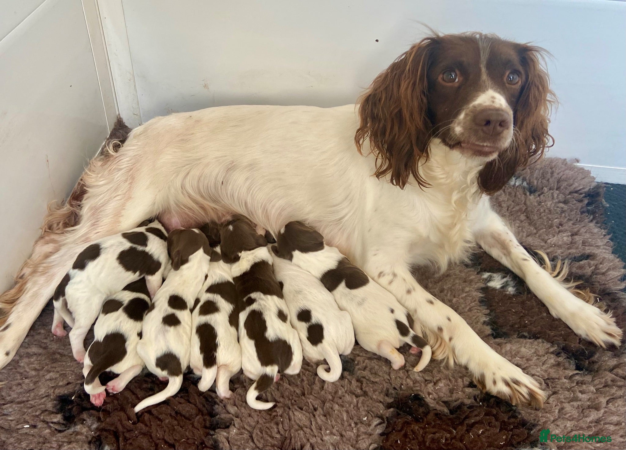 English Springer Spaniel dogs Kc registered English springer spaniel pups - Advert 1