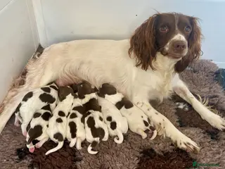 English Springer Spaniel dogs Kc registered English springer spaniel pups - Advert 1