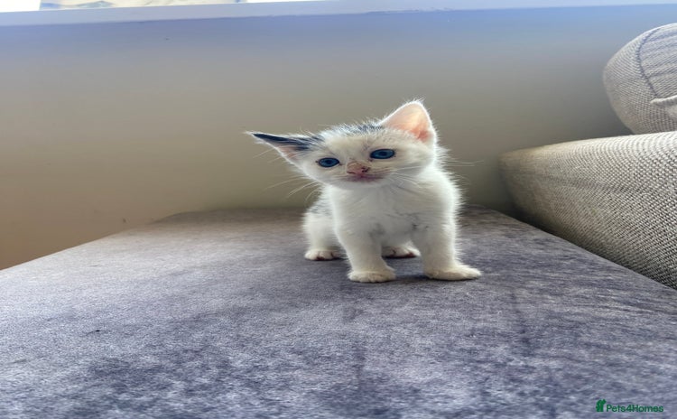Mixed Breed cats - Advert 5