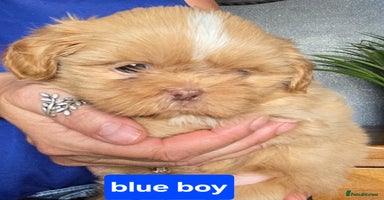 Shih Tzu dogs - Advert 3
