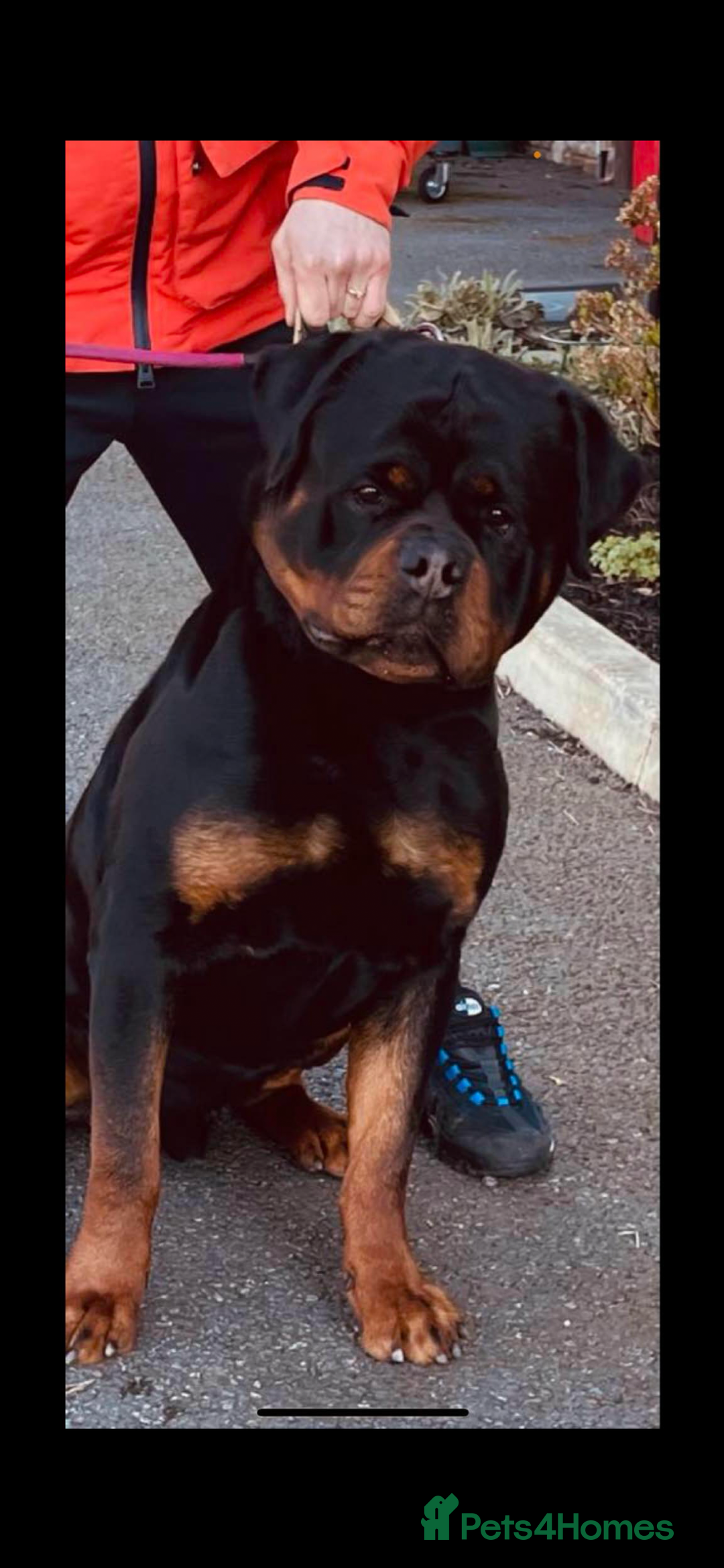 Rottweiler dogs for stud: Stunning KC registered fully health tested male   in Burnley - Image 8