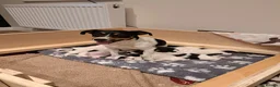 Jack Russell dogs for sale: 7 jack russell puppies for sale  in Basingstoke - Advert 10