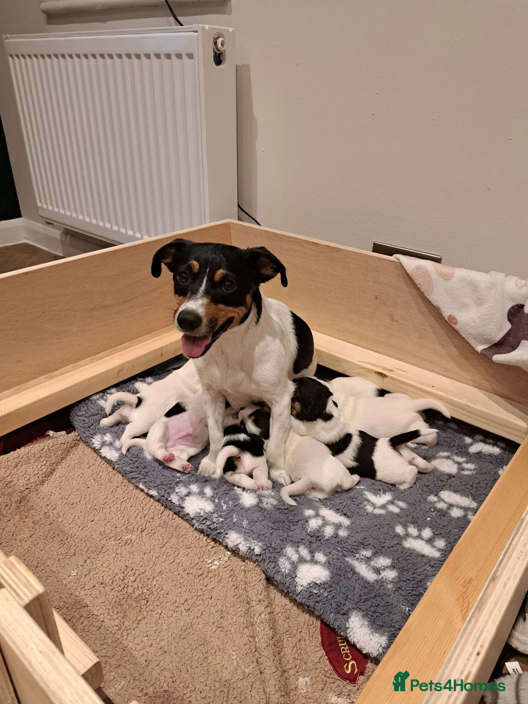 Jack Russell dogs for sale: 7 jack russell puppies for sale  in Basingstoke - Advert 10