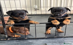 Lancashire Heeler dogs for sale: Lancashire Heeler Puppy for sale - Image 5